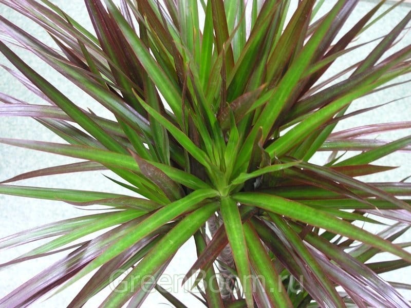 Dracaena marginata Branched - FloraStore