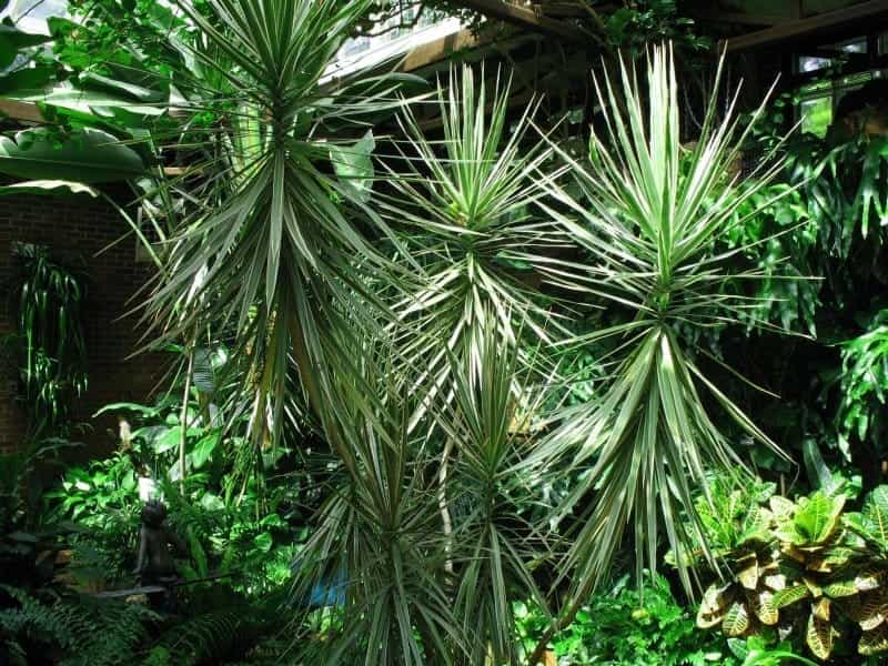 Dragon tree - Dracaena marginata - 1 plant - easy-care indoor plant -