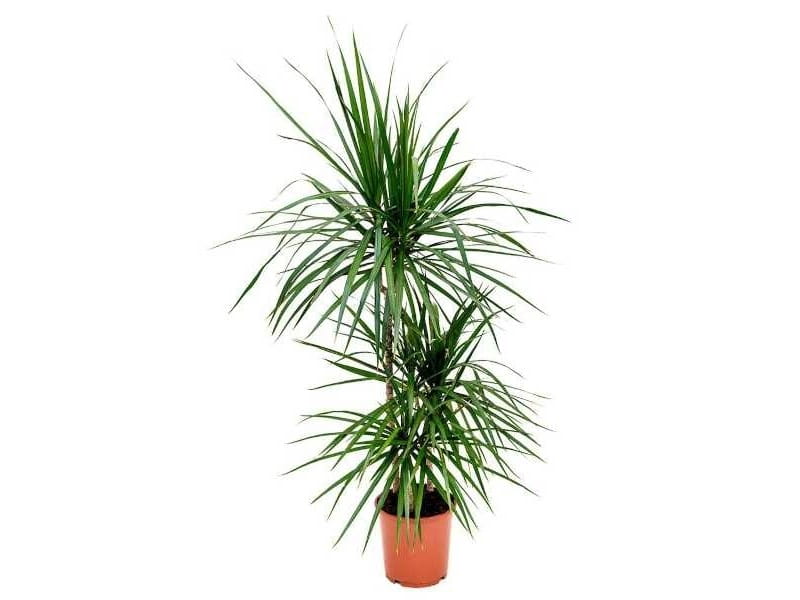 Dragon tree - Dracaena marginata - Set of 3 plants - palm tree - Pot