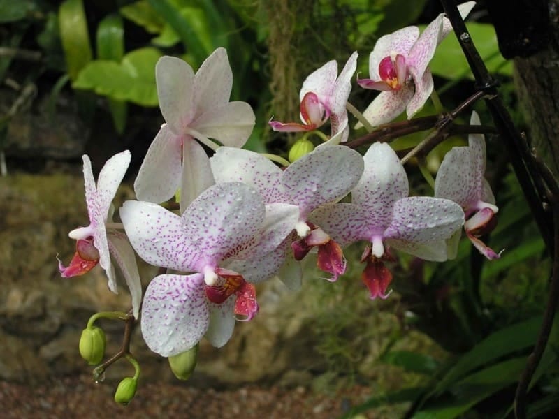 Drakaea gracilis x 3,Slender Hammer Orchid - A single,pale g… - Flickr