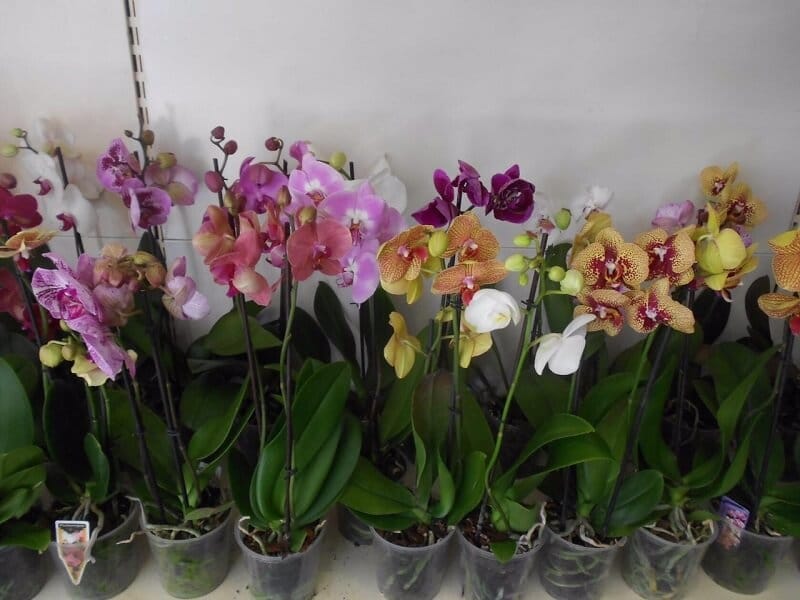 Drakaea livida, Warty Hammer Orchid Stock Photo - Alamy