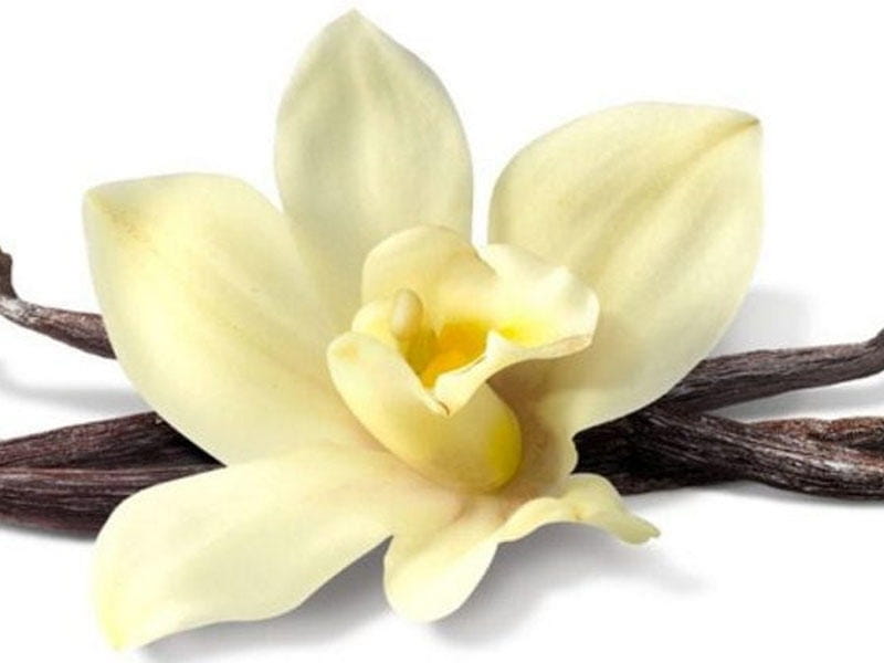 Dried vanilla sticks and orchid vanilla flower isolated on white Stock  Photo by ©Valentyn_Volkov 271311076