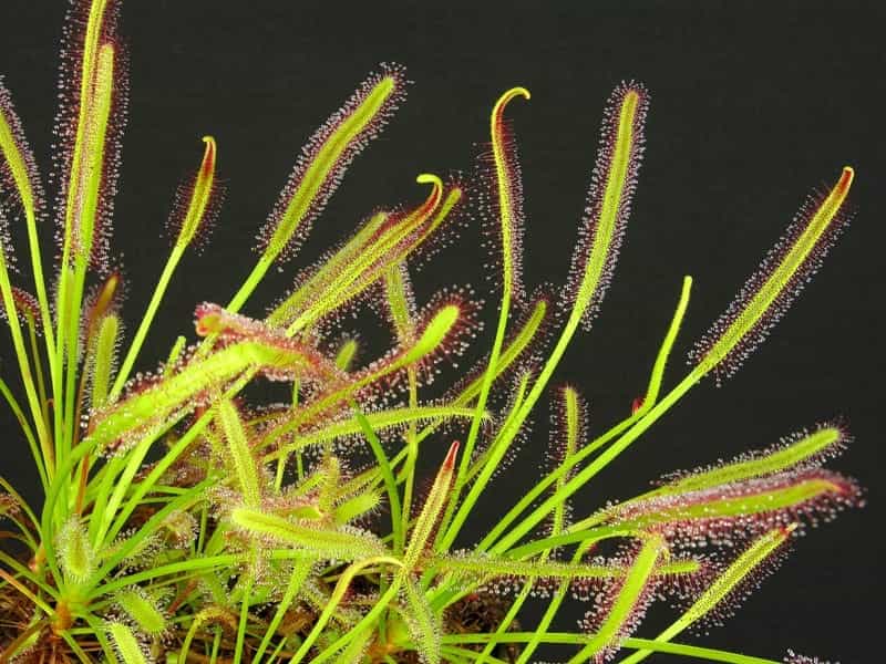 Drosera capensis (Cape Sundew) - 10 seeds — rareplant