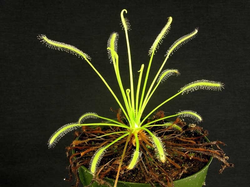 Drosera capensis \