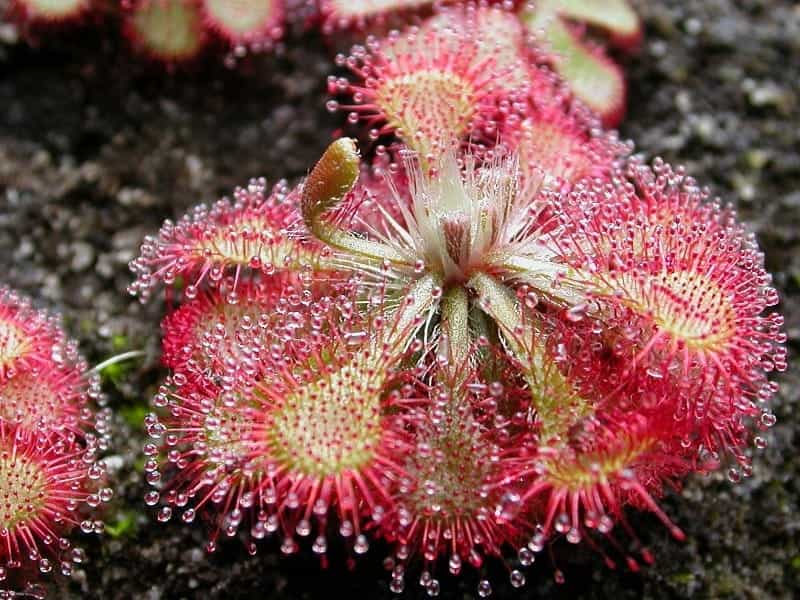 Drosera capensis: The South African Cape Sundew. A fascinating easy to grow  carnivorous plant - YouTube