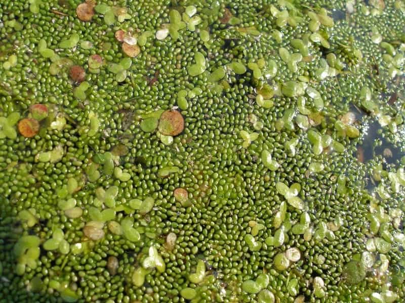 Duckweeds Wolffia arrhiza smallest British flowering plant Lemna minor  Lemna polyrhiza Stock Photo - Alamy