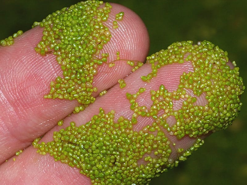 Duckweeds: Wolffia Arrhiza - Feedipedia