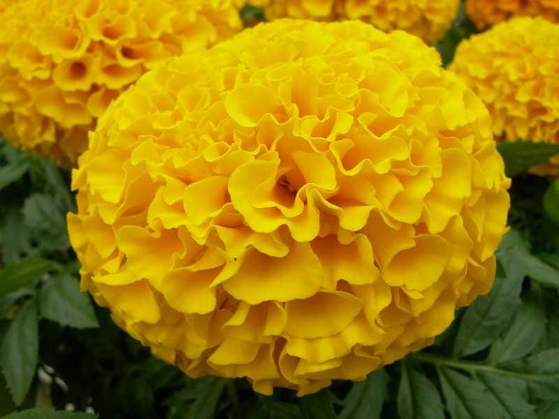 Durango® Bee French Marigold - Free Shipping