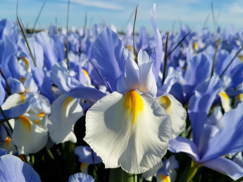 Dutch Iris Bulbs Blue Star - DutchGrown™ EU