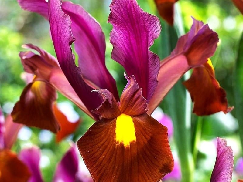 Dutch Iris Discovery - Longfield Gardens