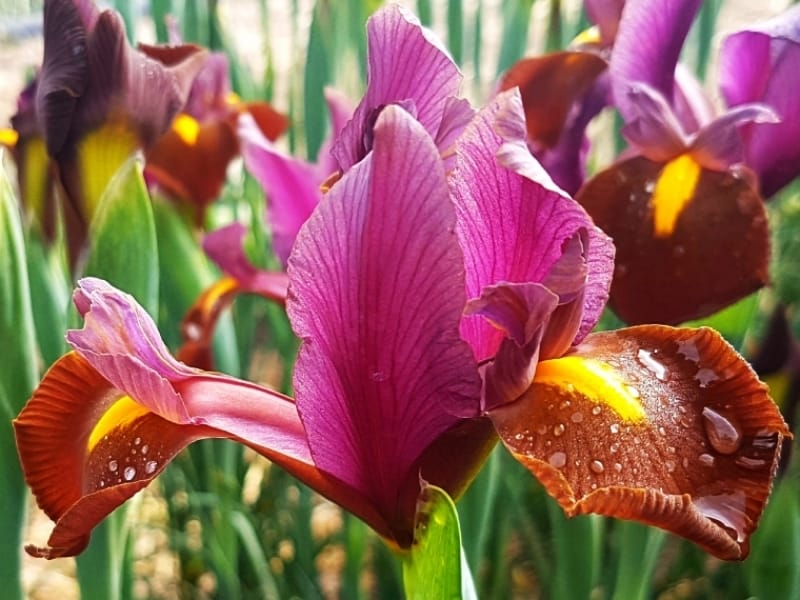 Dutch iris competes for garden attention - CAES Newswire