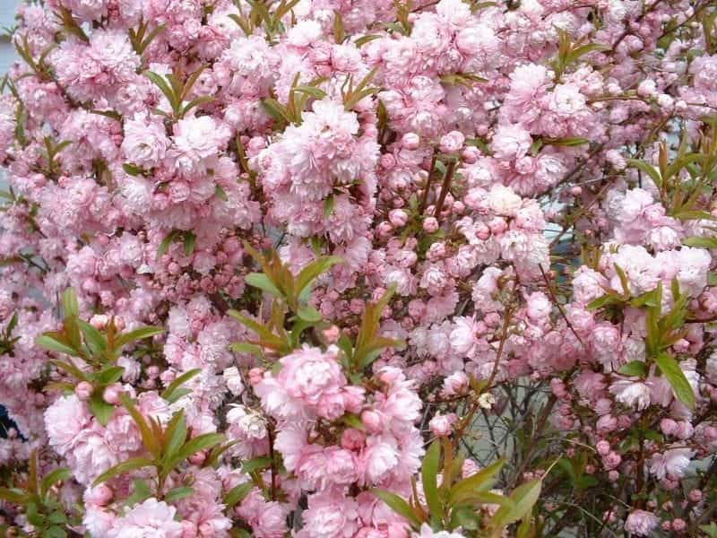 Dwarf Flowering Almond Prunus Glandulosa Stock Photo (Edit Now) 1329515351