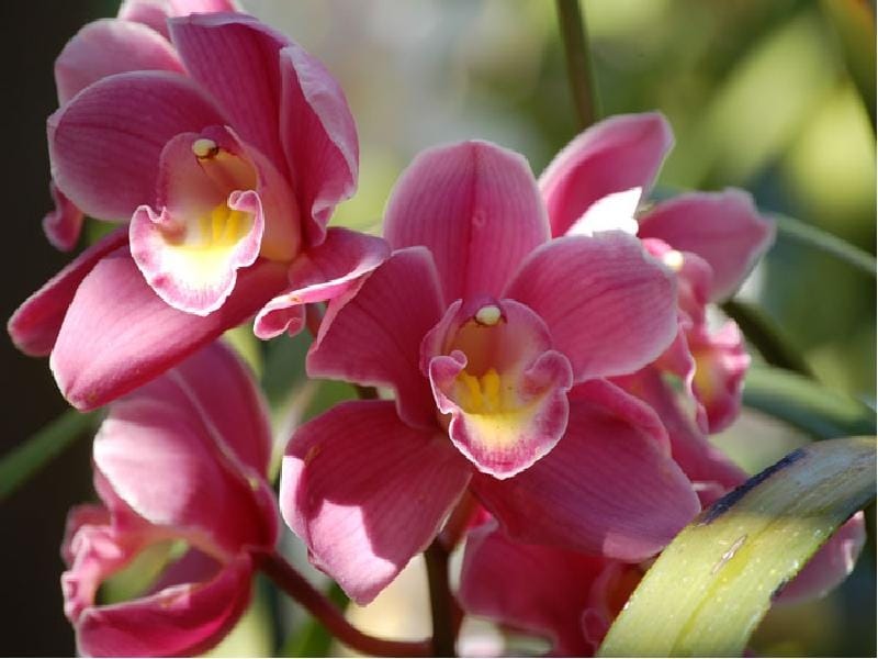 Dwarf Hammer Orchid - Drakaea micrantha - Very exciting - sa… - Flickr