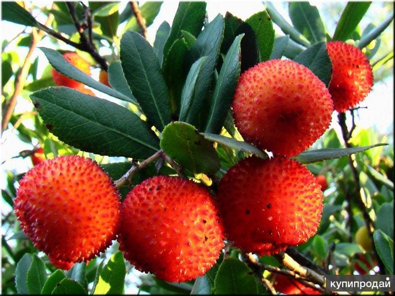 Dwarf Strawberry Tree - Strawberry tree, Habitat garden, Front yard plants