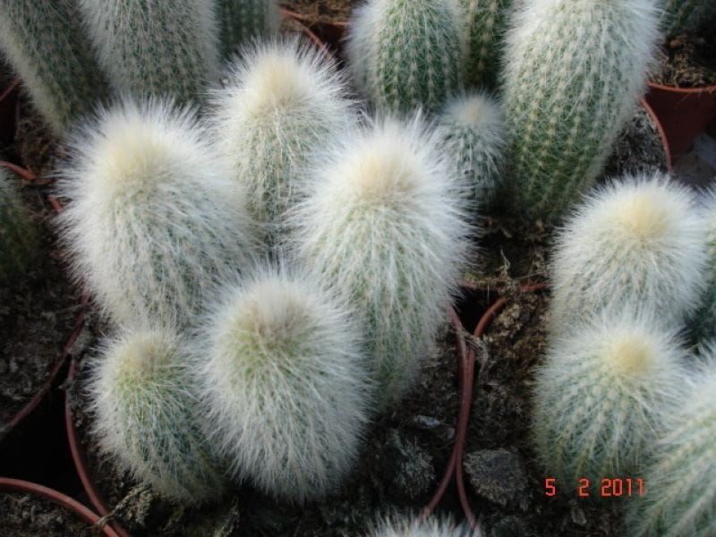 EC91 EXACT Cleistocactus strausii Silver Torch Cactus in 6\