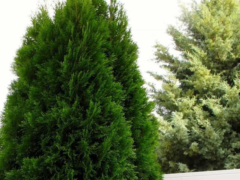 EMERALD GREEN ARBORVITAE – Hinsdale Nurseries