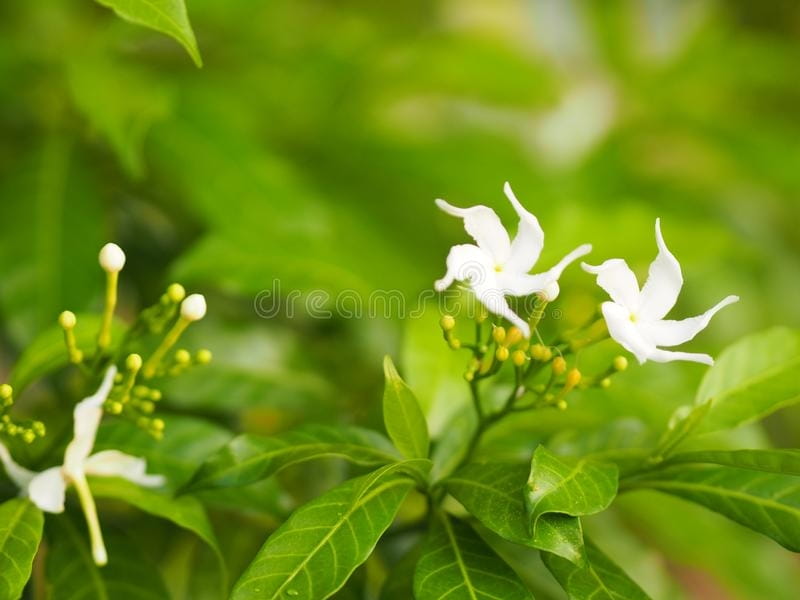 Easiest Method to Grow Crape jasmine From Cuttings -- Step by Step Full  update with Result 2019 - YouTube
