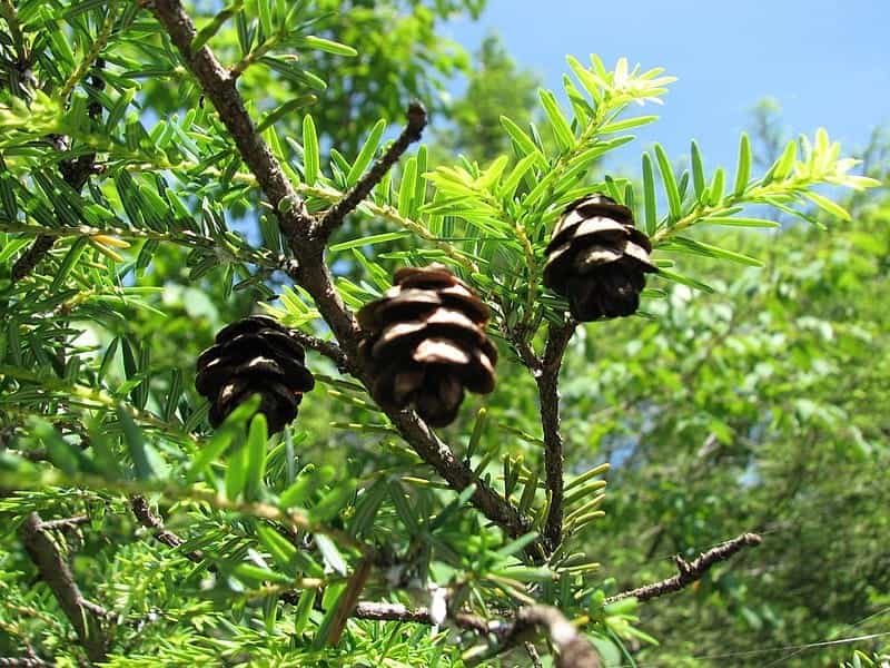 Eastern Hemlock (Brandeis University - Lichen, Fungi and Non-flowering  Plants: conifers, ferns, mosses, amp; others) · iNaturalist