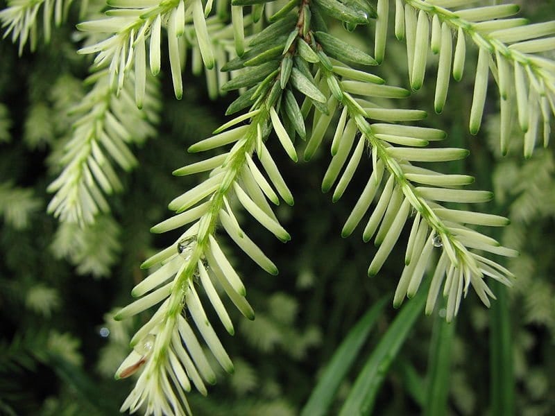 Eastern Hemlock - Campus Trees