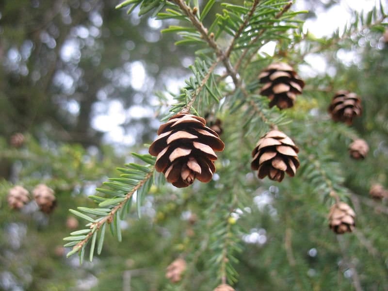 Eastern Hemlock – Crandall Park Trees