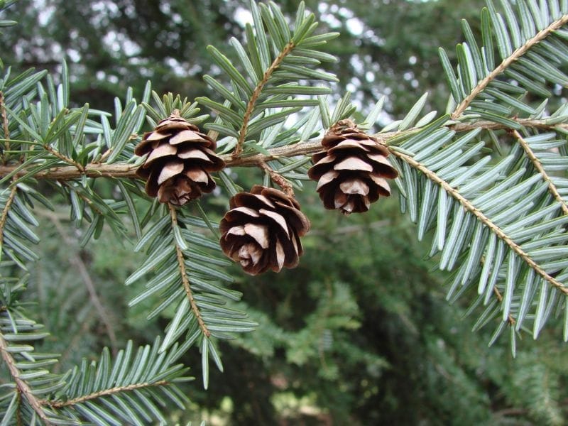 Eastern Hemlock [Plant ID Guide] - YouTube