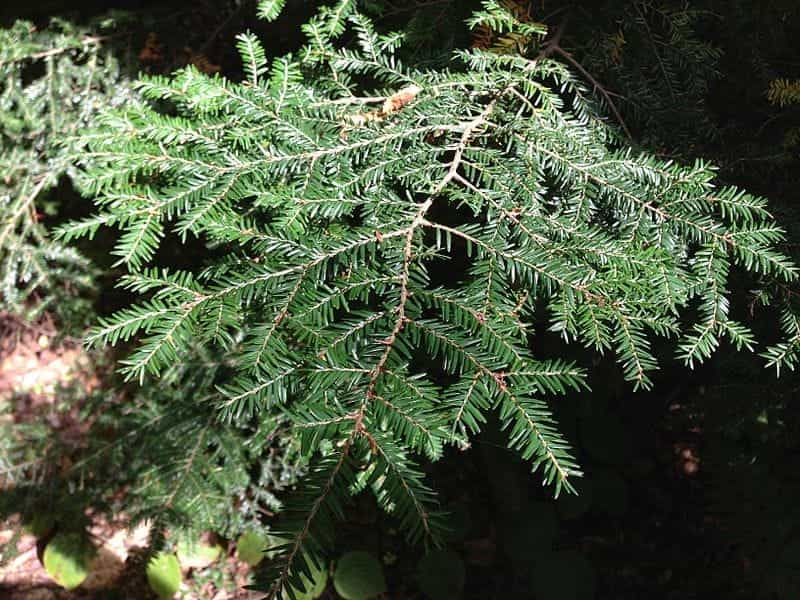 Eastern Hemlock - Sugar Run Nursery