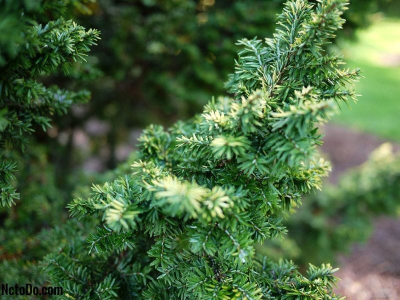 Eastern Hemlock (U.S. National Park Service)