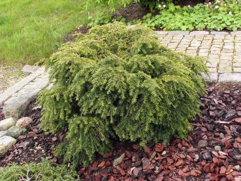 Eastern Hemlock Branch - Latin Name - Tsuga Canadensis Stock Photo, Picture  And Royalty Free Image. Image 128291402.