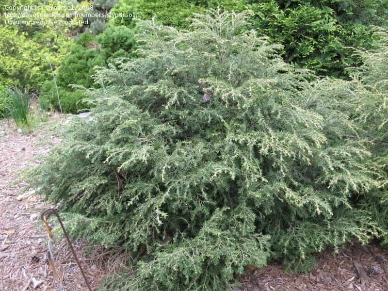 Eastern Hemlock Branch - Latin Name - Tsuga Canadensis Stock Photo, Picture  And Royalty Free Image. Image 135522668.