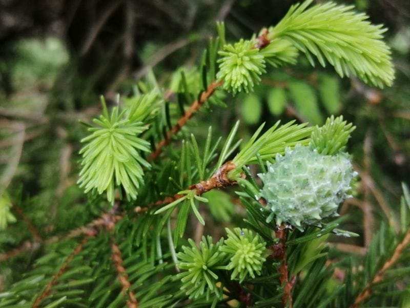 Eastern Hemlocks Face Extinction. A Tiny Fly Could Save Them - WIRED