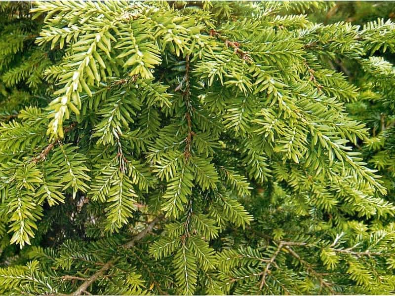 Eastern Hemlock tree ( Tsuga canadensis ). Nova Scotia. Canada Stock Photo  - Alamy