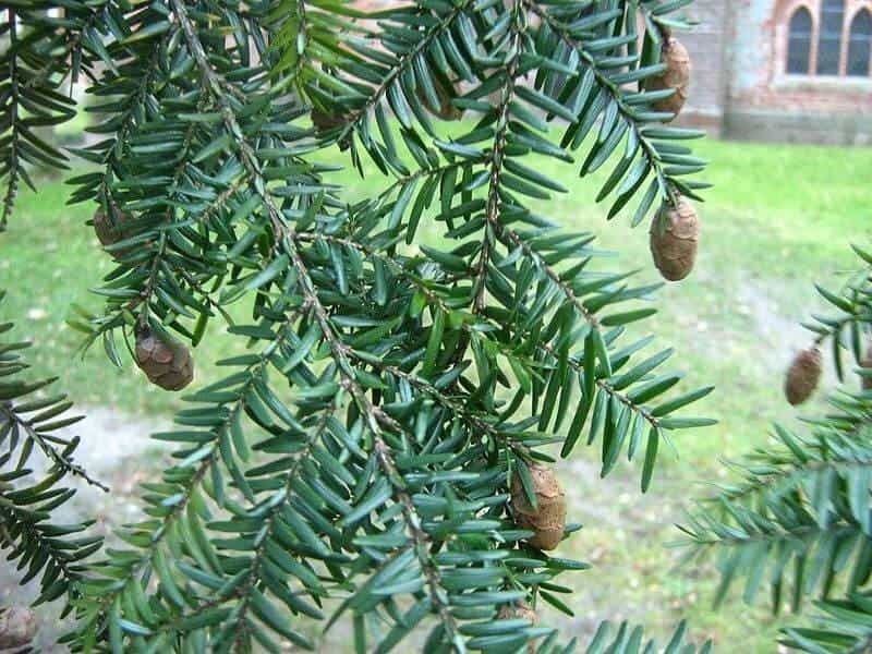 Eastern Hemlock vs Balsam Fir: Identification - bplant.org