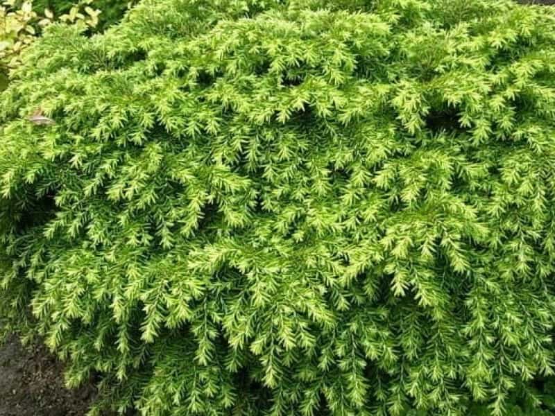 Eastern hemlock – Delaware Trees