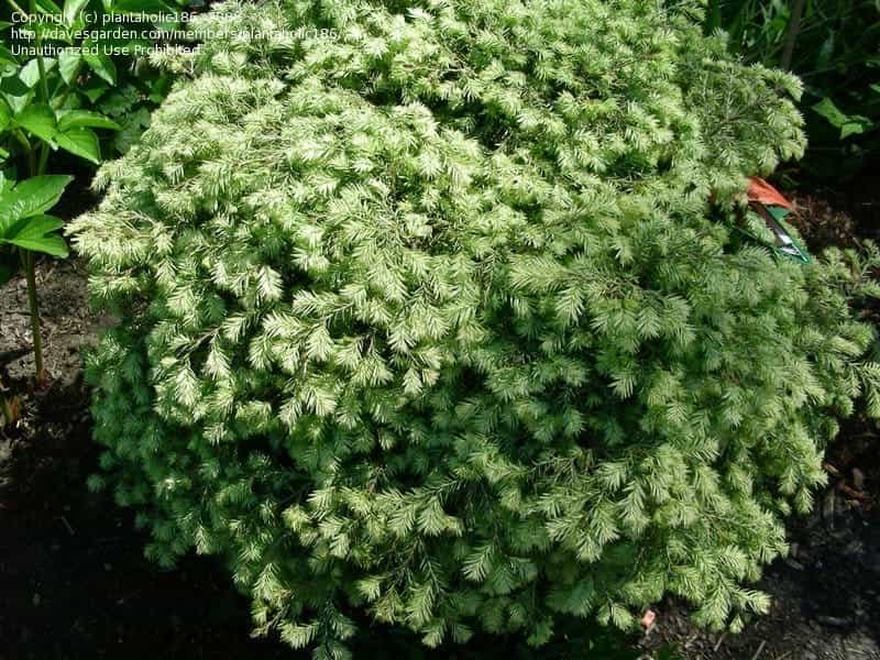 Eastern hemlock Stock Photo by ©nahhan 328183726