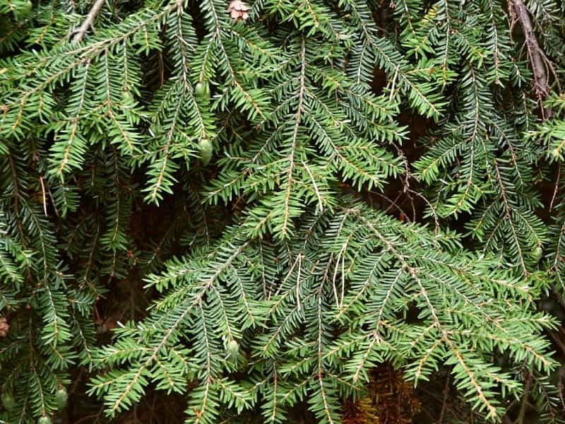 Eastern hemlock, Canada hemlock or Hemlock spruce (Tsuga canadensis),  Pinaceae, tree, Stock Photo, Picture And Rights Managed Image. Pic.  DAE-15009022 - agefotostock