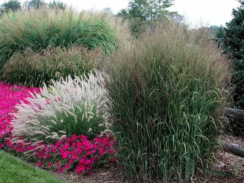 Easy Landscaping with Ornamental Grasses - Gardener's Path