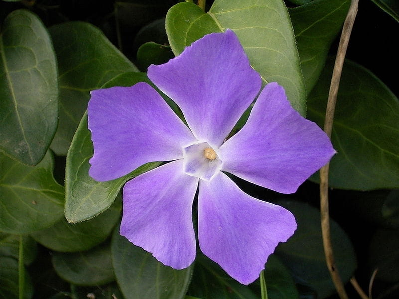 Easy and simple watercolour painting - Periwinkle flowers in watercolours -  YouTube