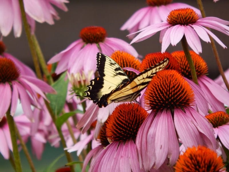 Echinacea Plant Types: What Are Some Popular Coneflower Varieties