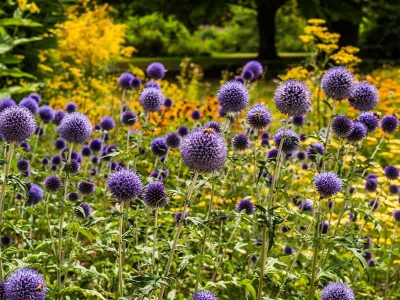 Echinops L. - Plants of the World Online - Kew Science