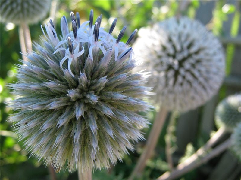 Echinops Ritro with Blue Inflorescence Stock Photo - Image of blossom,  broad: 175097526
