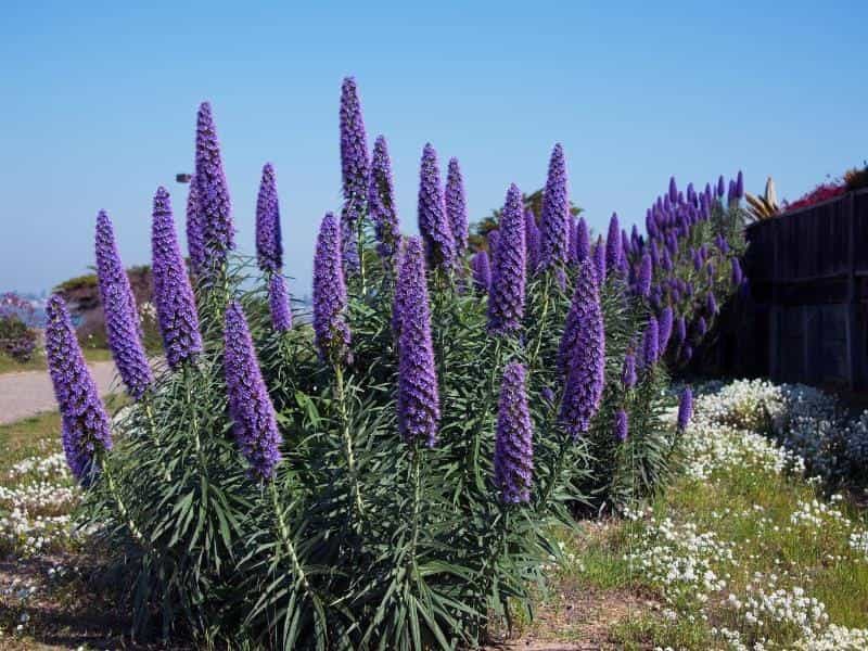 Echium 'Pride Of Madeira' 6'' Pot - Hello Hello Plants  Garden Supplies
