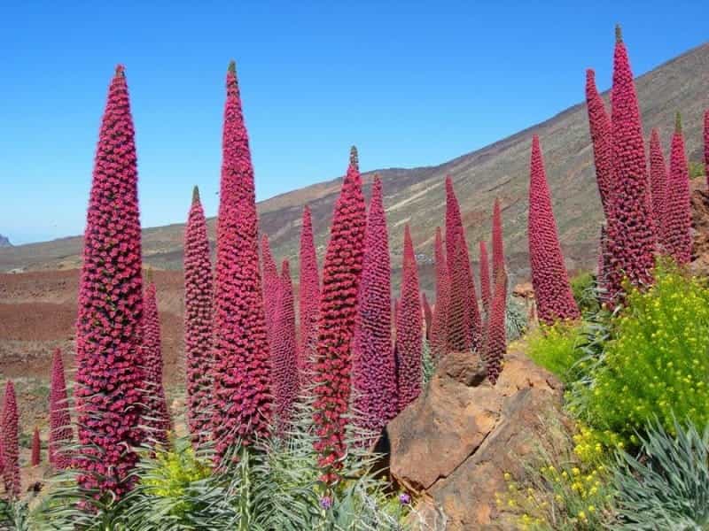 Echium wildpretii – Tower of Jewels, Red Bugloss – Buy seeds at  rarepalmseeds.com