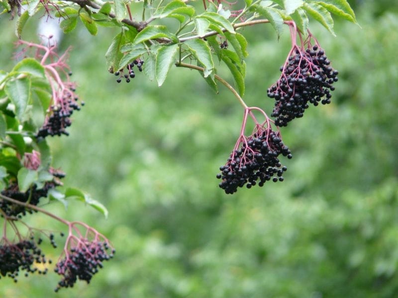 Elderberries -