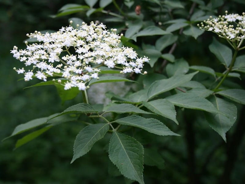 Elderberry Types - What Are Some Common Varieties Of Elderberries