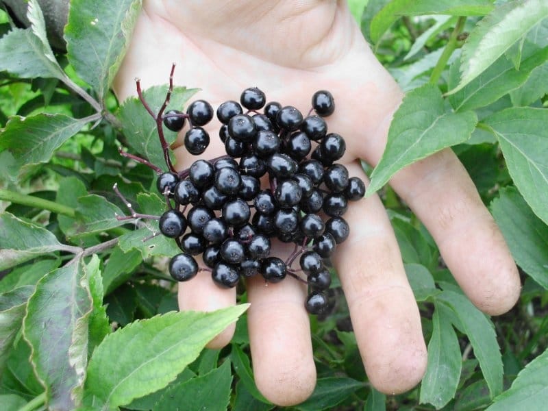 Elderberry, American black – The Green Ark Foundation