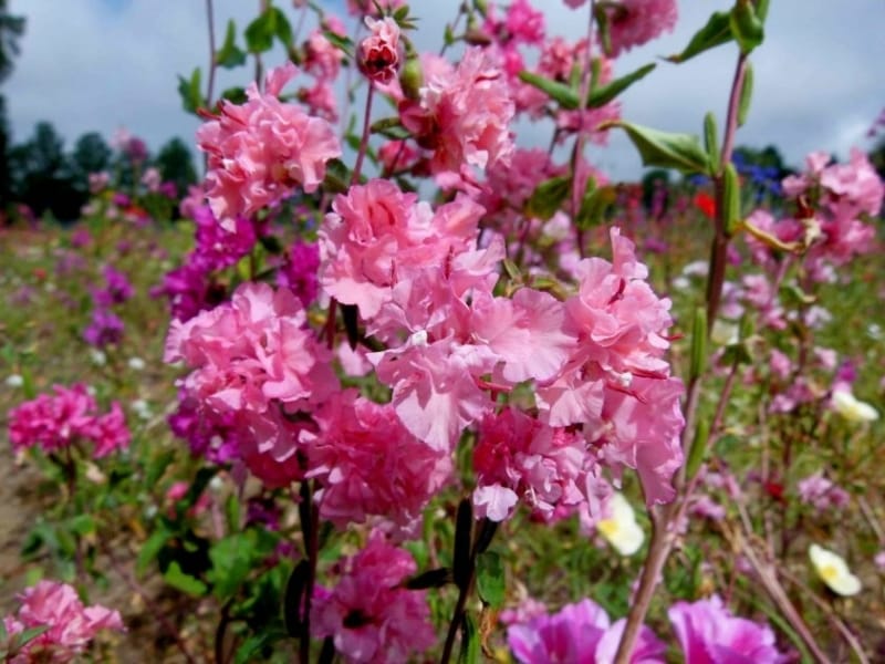 Elegant Salmon - Clarkia Seed - Johnny's Selected Seeds