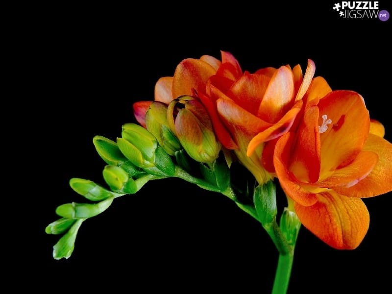 Elegant freesia. by Charming Flower English/Русский