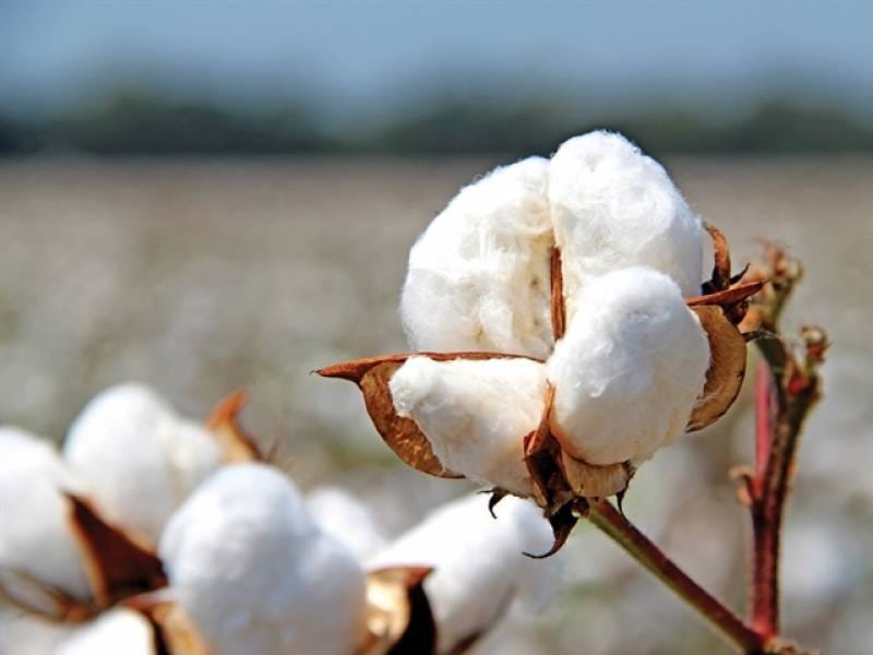 Eliminates Odours Cotton Flower — oNature
