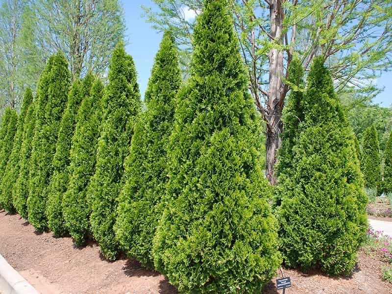 Emerald Green Arborvitae - Bower  Branch