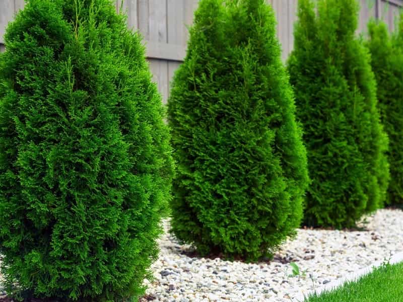 Emerald Green Arborvitae - Dragonetti